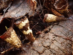 Trichoderma latizonatum