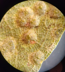 Neuroterus engelmanni