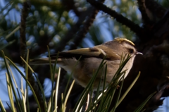 Regulus satrapa satrapa