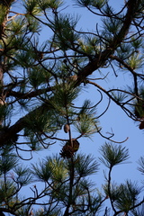 Regulus satrapa satrapa