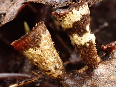 Trichoderma latizonatum