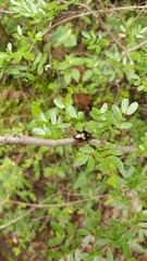 Labidomera suturella