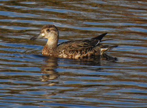 Baikal Teal