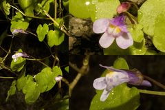 Cymbalaria muralis