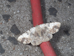 Aeolochroma melaleucae