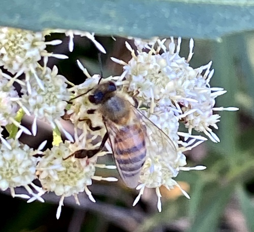 iNaturalist observation photo of Western Honey Bee