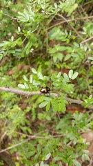 Labidomera suturella