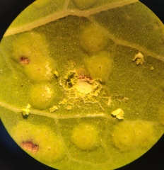 Neuroterus engelmanni