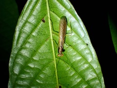 Gonypetidae