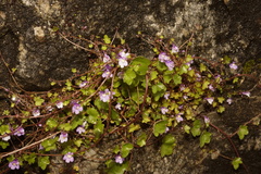 Cymbalaria muralis