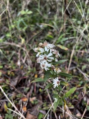 Symphyotrichum