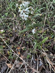 Symphyotrichum