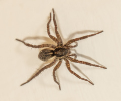 Pardosa fuscula