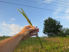 Tripsacum dactyloides