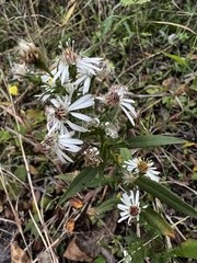 Symphyotrichum