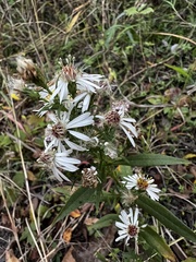 Symphyotrichum