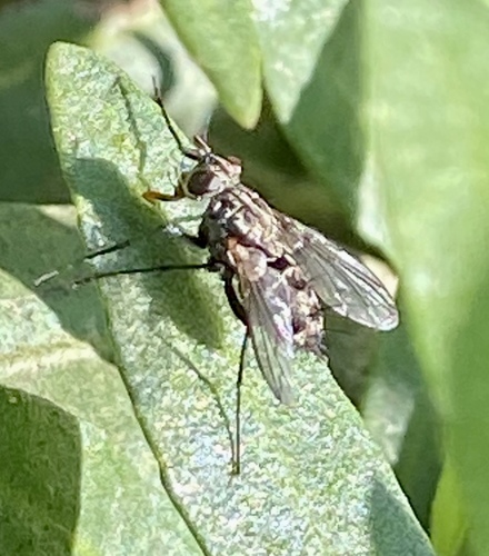 iNaturalist observation photo of Flies