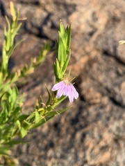Scaevola glabrata