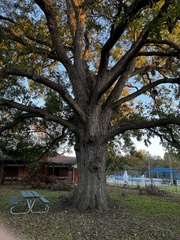 Carya illinoinensis