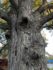 Carya illinoinensis