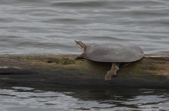 Apalone mutica mutica