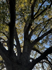 Carya illinoinensis
