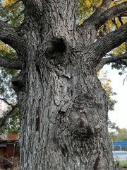 Carya illinoinensis