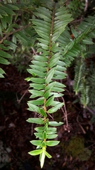 Veronica diosmifolia