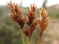 Carex mariposana