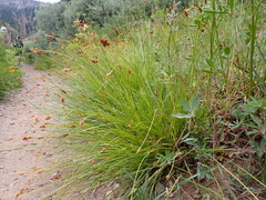 Carex mariposana