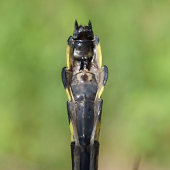 Gomphurus lineatifrons