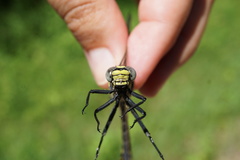 Gomphurus lineatifrons