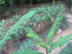 Phyllanthus pulcher