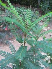 Phyllanthus pulcher
