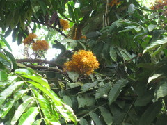 Saraca