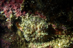 Stichodactyla tapetum