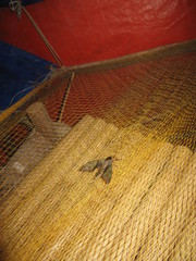 Callambulyx kitchingi