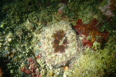 Stichodactyla tapetum