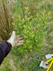 Salix × reichardtii