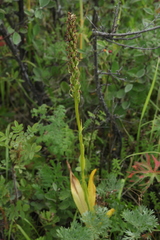 Dactylorhiza sibirica