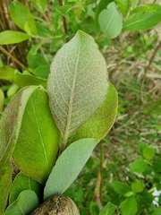 Salix × reichardtii