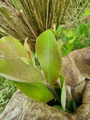Salix × reichardtii