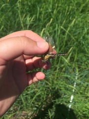 Ophiogomphus howei