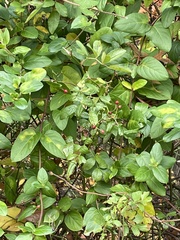 Magnoliopsida