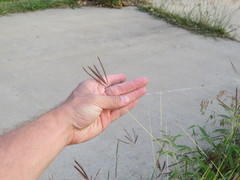Dichanthium annulatum