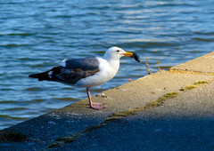 Larus occidentalis