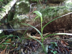 Pterostylis porrecta