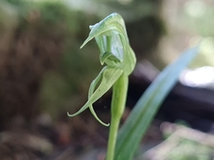 Pterostylis porrecta