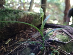 Pterostylis porrecta