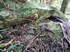 Pterostylis porrecta